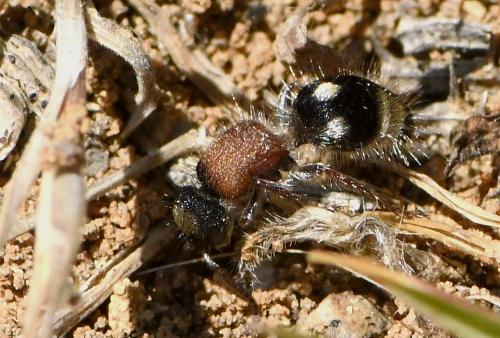 Smicromyrme partita